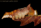 Oligocentria lignicolor - Lace-capped Caterpillar