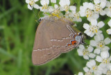 Oak Hairstreak