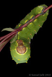 Antheraea polyphemus - Polyphemus Silk Moth