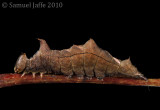 Schizura leptinoides - Black Blotched Prominent