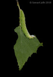 Peridea ferruginea - Chocolate Prominent