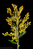 Goldenrod Flower Caterpillars