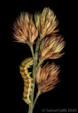Heliothis virescens - Tobbaco Budworm