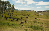Herd of Bison (Lamar Valley-Yellowstone National Park)