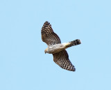 Coopers Hawk (juvenile)