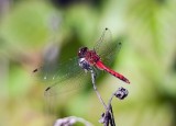 Ruby Meadowhawk Dragonfly