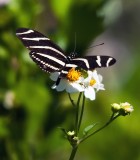Zebra Butterfly