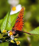 Gulf Fritillary