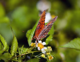 Gulf Fritillary