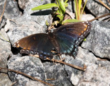 Red Spotted﻿ Purple Butterfly﻿