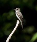 Flycatcher