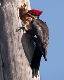 Pileated Woodpecker