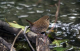 Winter  Wren