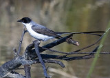 Fork-Tailed Flycatcher