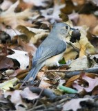 Tufted Titmouse