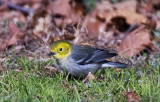 Hermit Warbler