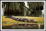 Dont Feed the Alligators!