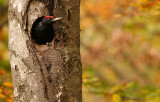 Dryocopus martius Black Woodpecker