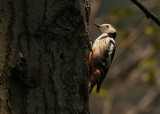 Middle Spotted Woodpecker  (Dendrocopos medius)