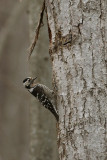 Lesser Spotted Woodpecker picoides minor.jpg
