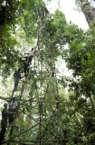 Tree blind at Simeulue White-bellied Woodpecker roost