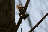 Lesser Spotted Woodpecker