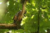 White-backed Woodpecker