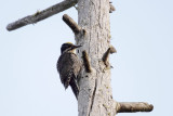 American Three-toed Woodpecker (<i>Picoides dorsalis</i>)