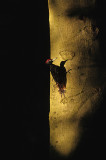 Black Woodpecker (Dryocopus martius).jpg