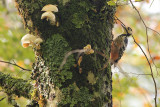 Dendrocopos leucotos lilfordi White-backed Woodpecker