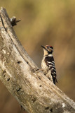 Lesser Spotted Woodpecker Picoides minor