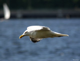 Sea Gull in flight.jpg