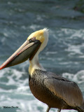 Pelican in La Jolla.jpg
