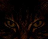 Cats eyes.jpg