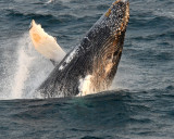 humpback jumping.jpg