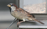 Male House Sparrow