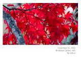 Brookside garden - dark red maple