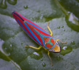 Leaf Hopper