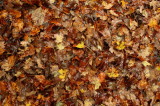 Autumn Underfoot
