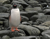 You lookin at me?*