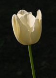 White tulip