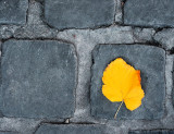 Solitary Leaf