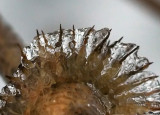 Icy Sunburst