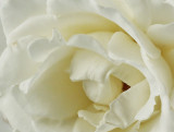 white rose