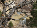 The Brook