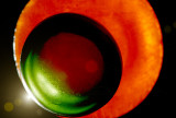 Circles II
