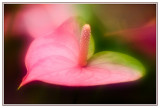 Pink & Green