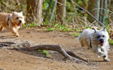 Winnie Wins the Race