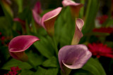 Natural Shapes