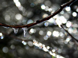 Icy Branch